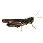 bug
