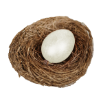 egg
